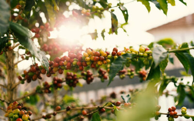 Why Coffee Bean Prices Are at All-Time Highs—and What It Means for You